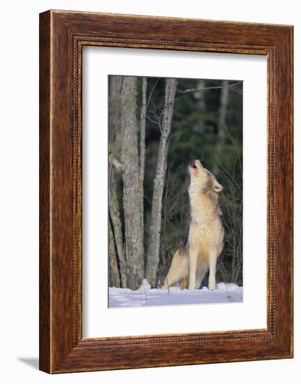 Gray Wolf Howling in Snow-DLILLC-Framed Photographic Print