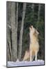 Gray Wolf Howling in Snow-DLILLC-Mounted Photographic Print