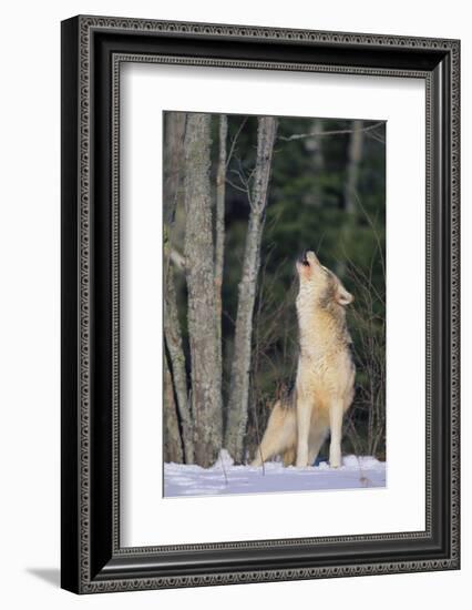 Gray Wolf Howling in Snow-DLILLC-Framed Photographic Print