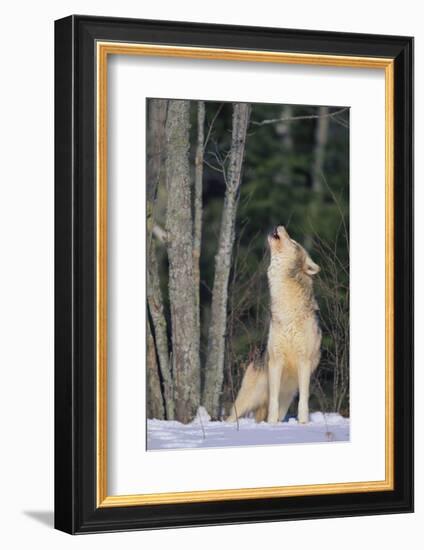 Gray Wolf Howling in Snow-DLILLC-Framed Photographic Print