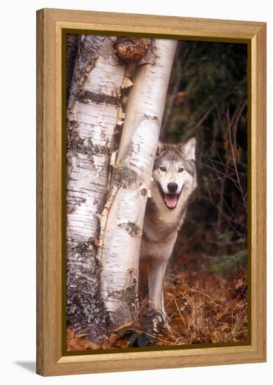 Gray Wolf in a Forest-John Alves-Framed Premier Image Canvas