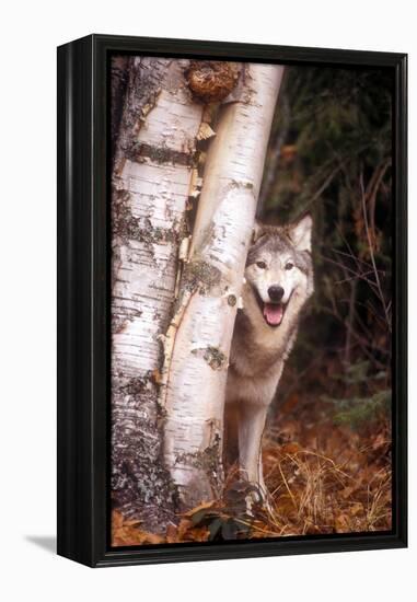 Gray Wolf in a Forest-John Alves-Framed Premier Image Canvas