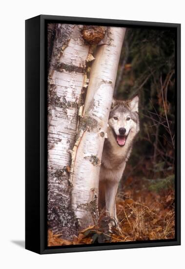 Gray Wolf in a Forest-John Alves-Framed Premier Image Canvas