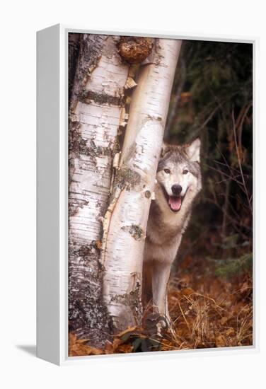 Gray Wolf in a Forest-John Alves-Framed Premier Image Canvas