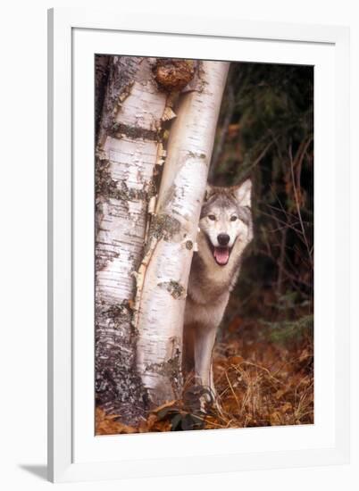 Gray Wolf in a Forest-John Alves-Framed Photographic Print