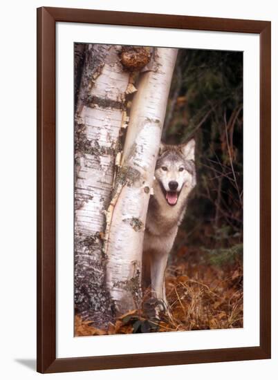 Gray Wolf in a Forest-John Alves-Framed Photographic Print