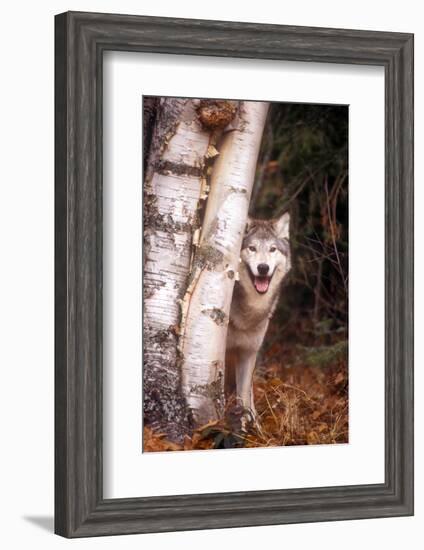 Gray Wolf in a Forest-John Alves-Framed Photographic Print