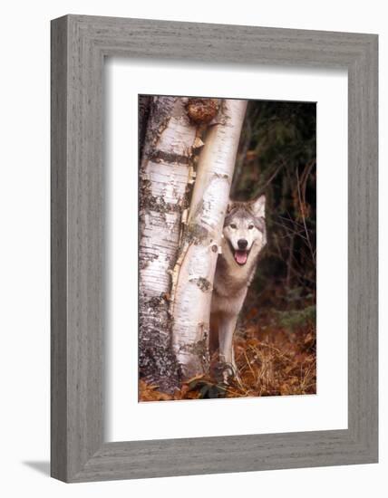 Gray Wolf in a Forest-John Alves-Framed Photographic Print