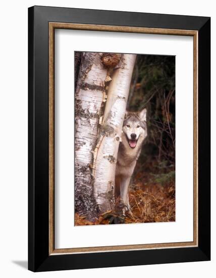 Gray Wolf in a Forest-John Alves-Framed Photographic Print