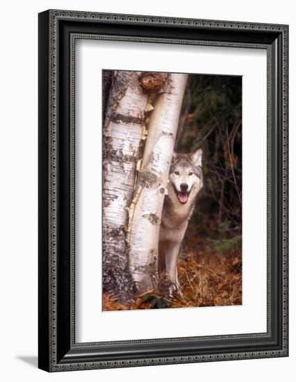 Gray Wolf in a Forest-John Alves-Framed Photographic Print