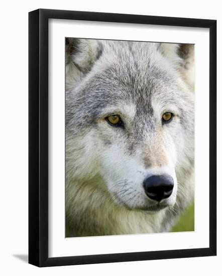 Gray Wolf in Captivity, Sandstone, Minnesota, United States of America, North America-James Hager-Framed Photographic Print