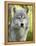 Gray Wolf, in Captivity, Sandstone, Minnesota, USA-James Hager-Framed Premier Image Canvas