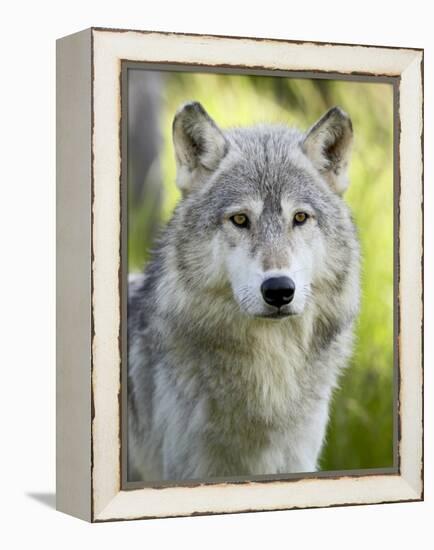 Gray Wolf, in Captivity, Sandstone, Minnesota, USA-James Hager-Framed Premier Image Canvas