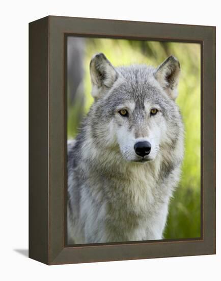 Gray Wolf, in Captivity, Sandstone, Minnesota, USA-James Hager-Framed Premier Image Canvas