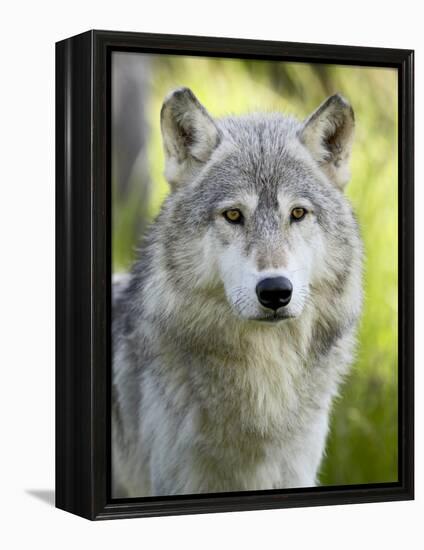 Gray Wolf, in Captivity, Sandstone, Minnesota, USA-James Hager-Framed Premier Image Canvas