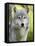 Gray Wolf, in Captivity, Sandstone, Minnesota, USA-James Hager-Framed Premier Image Canvas