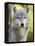 Gray Wolf, in Captivity, Sandstone, Minnesota, USA-James Hager-Framed Premier Image Canvas