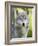 Gray Wolf, in Captivity, Sandstone, Minnesota, USA-James Hager-Framed Photographic Print