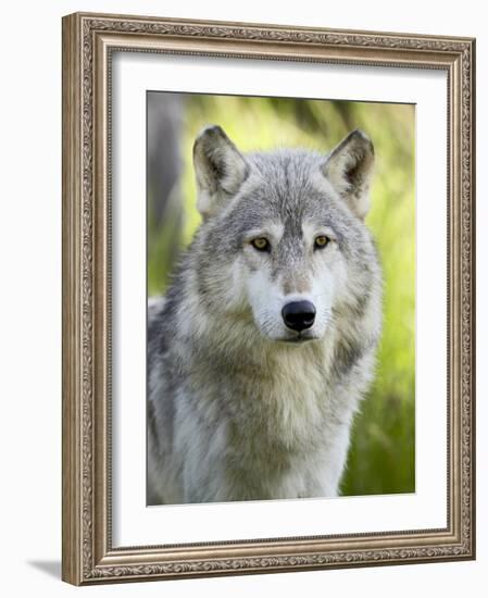 Gray Wolf, in Captivity, Sandstone, Minnesota, USA-James Hager-Framed Photographic Print