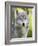 Gray Wolf, in Captivity, Sandstone, Minnesota, USA-James Hager-Framed Photographic Print