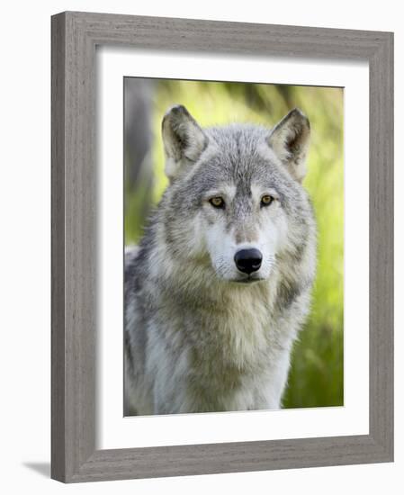 Gray Wolf, in Captivity, Sandstone, Minnesota, USA-James Hager-Framed Photographic Print