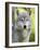 Gray Wolf, in Captivity, Sandstone, Minnesota, USA-James Hager-Framed Photographic Print