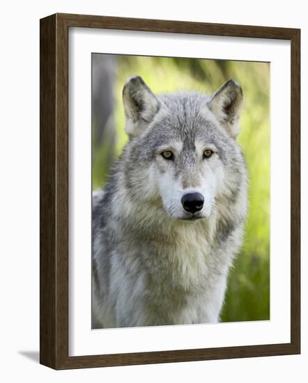 Gray Wolf, in Captivity, Sandstone, Minnesota, USA-James Hager-Framed Photographic Print