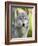 Gray Wolf, in Captivity, Sandstone, Minnesota, USA-James Hager-Framed Photographic Print