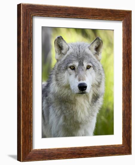 Gray Wolf, in Captivity, Sandstone, Minnesota, USA-James Hager-Framed Photographic Print