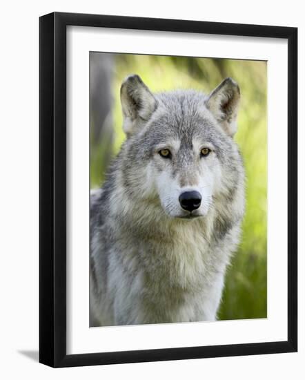 Gray Wolf, in Captivity, Sandstone, Minnesota, USA-James Hager-Framed Photographic Print