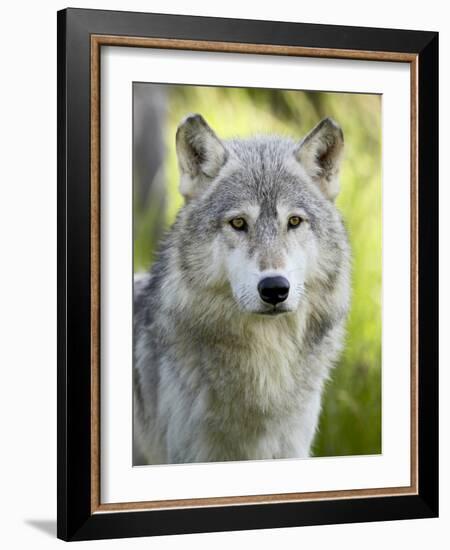 Gray Wolf, in Captivity, Sandstone, Minnesota, USA-James Hager-Framed Photographic Print