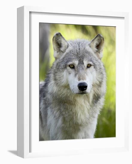 Gray Wolf, in Captivity, Sandstone, Minnesota, USA-James Hager-Framed Photographic Print