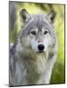 Gray Wolf, in Captivity, Sandstone, Minnesota, USA-James Hager-Mounted Photographic Print
