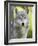 Gray Wolf, in Captivity, Sandstone, Minnesota, USA-James Hager-Framed Photographic Print