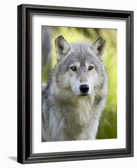 Gray Wolf, in Captivity, Sandstone, Minnesota, USA-James Hager-Framed Photographic Print