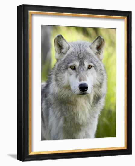 Gray Wolf, in Captivity, Sandstone, Minnesota, USA-James Hager-Framed Photographic Print