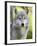 Gray Wolf, in Captivity, Sandstone, Minnesota, USA-James Hager-Framed Photographic Print