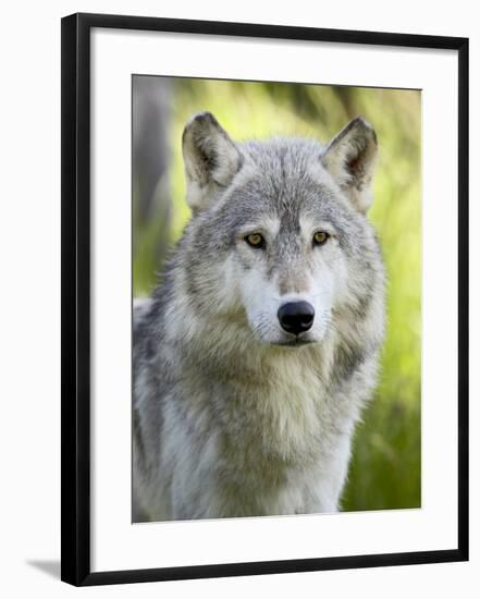 Gray Wolf, in Captivity, Sandstone, Minnesota, USA-James Hager-Framed Photographic Print