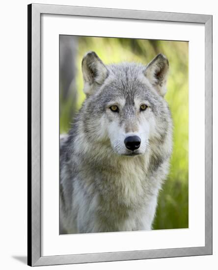 Gray Wolf, in Captivity, Sandstone, Minnesota, USA-James Hager-Framed Photographic Print