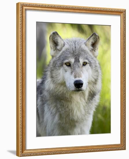 Gray Wolf, in Captivity, Sandstone, Minnesota, USA-James Hager-Framed Photographic Print