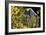 Gray Wolf in Fall, Montana-Richard and Susan Day-Framed Photographic Print