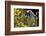 Gray Wolf in Fall, Montana-Richard and Susan Day-Framed Photographic Print