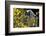 Gray Wolf in Fall, Montana-Richard and Susan Day-Framed Photographic Print