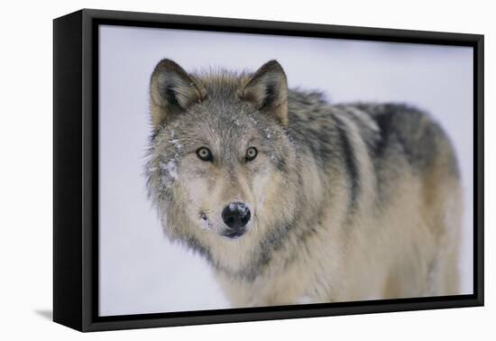 Gray Wolf in Snow-DLILLC-Framed Premier Image Canvas