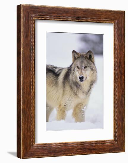 Gray Wolf in Snow-DLILLC-Framed Photographic Print