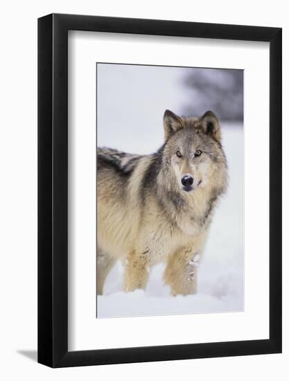 Gray Wolf in Snow-DLILLC-Framed Photographic Print