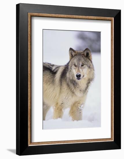 Gray Wolf in Snow-DLILLC-Framed Photographic Print