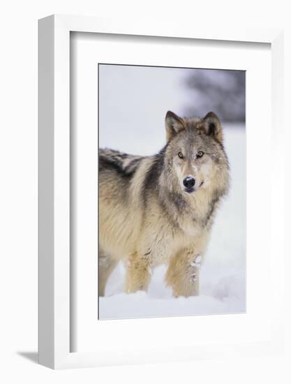 Gray Wolf in Snow-DLILLC-Framed Photographic Print