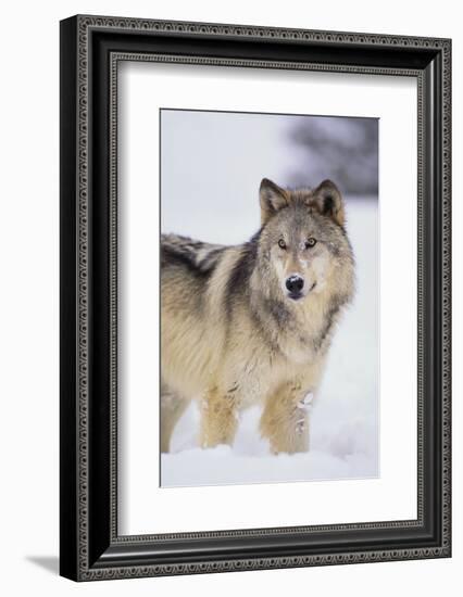 Gray Wolf in Snow-DLILLC-Framed Photographic Print