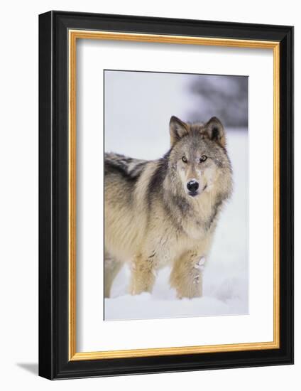 Gray Wolf in Snow-DLILLC-Framed Photographic Print